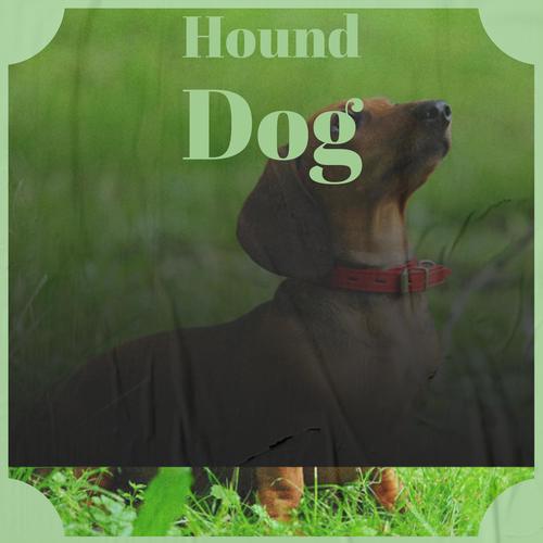 Hound Dog