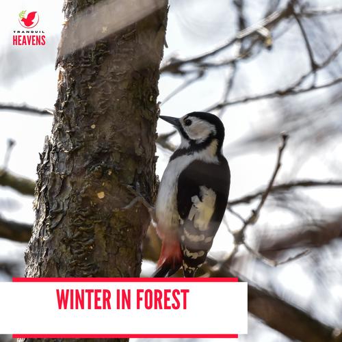 Winter in Forest