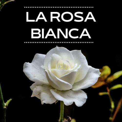 La Rosa Bianca