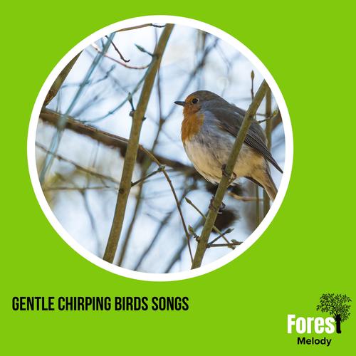 Gentle Chirping Birds Songs