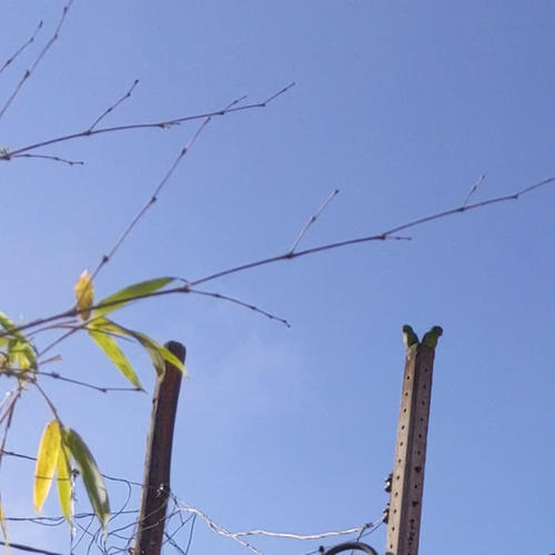 Parrots, Other Birds and the Wind