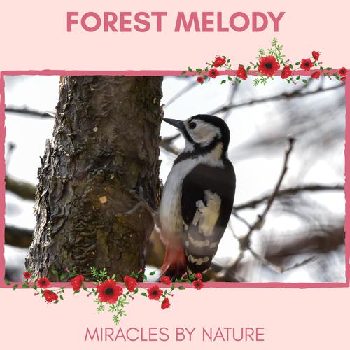 Forest Melody - Miracles by Nature