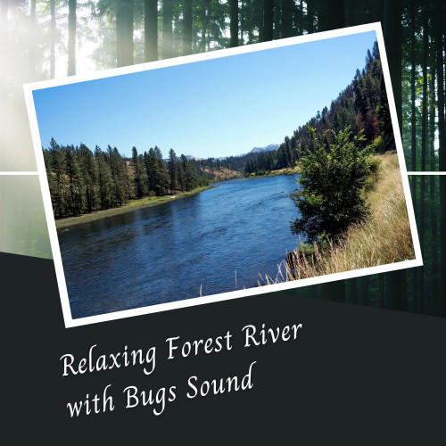 Relaxing Forest River with Bugs Sound - 1 Hour