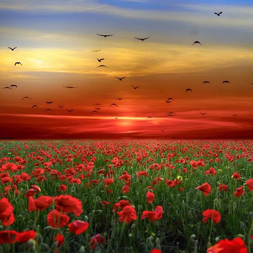 Wide Grassy Meadow (Original Motion Picture Soundtrack)