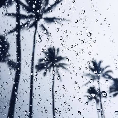 Rainy Palm Trees