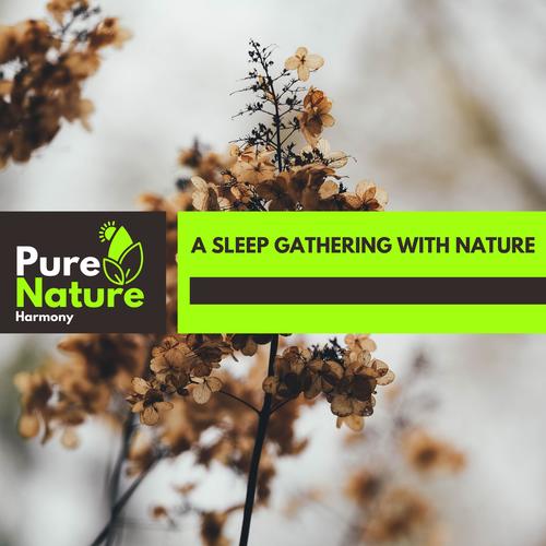 A Sleep Gathering With Nature