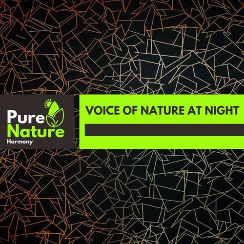 Voice of Nature at Night