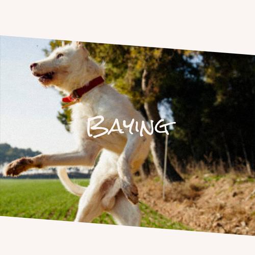 Baying