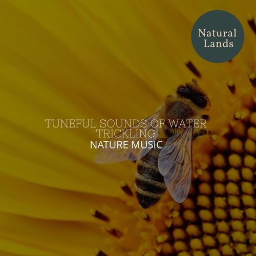 Tuneful Sounds of Water Trickling - Nature Music