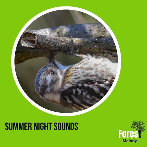 Summer Night Sounds