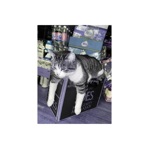 bodega cat (Explicit)