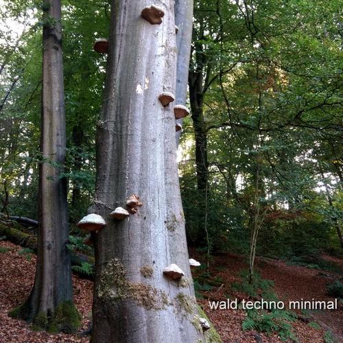 Wald Techno Minimal (Teil 1)