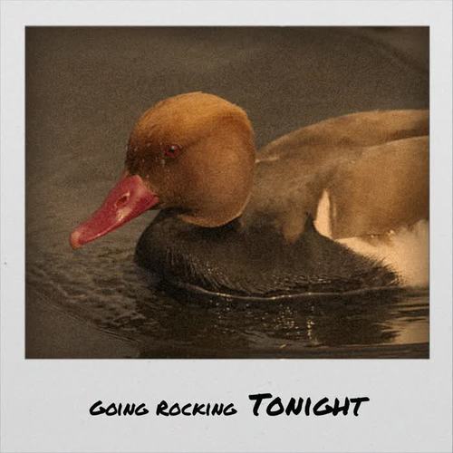 Going Rocking Tonight