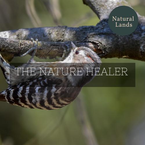 The Nature Healer