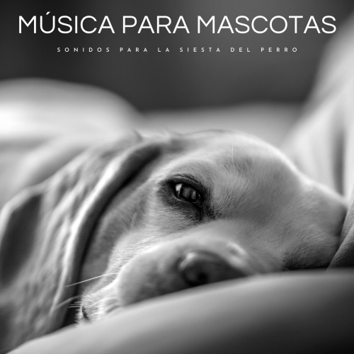 Música Para Mascotas: Sonidos Para La Siesta Del Perro