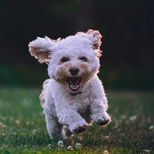 Sounds Dogs Love to Hear Most