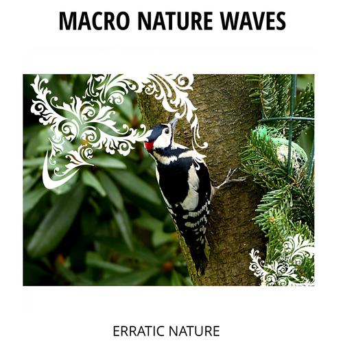 Macro Nature Waves - Erratic Nature