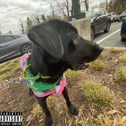 Im the Plug (Explicit)