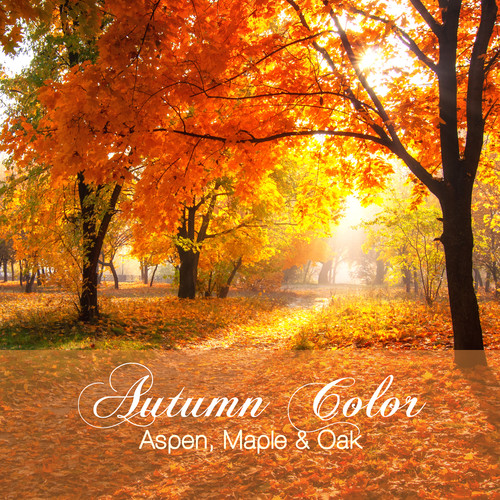 Autumn Color