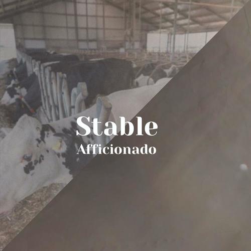 Stable Afficionado