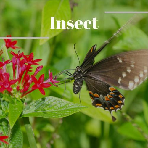 Insect