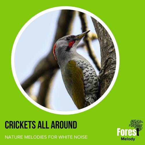 Crickets All Around - Nature Melodies for White Noise
