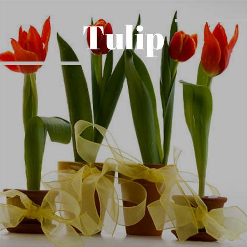 Tulip