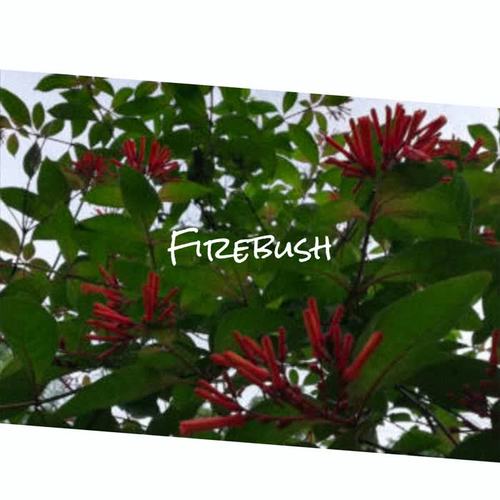 Firebush