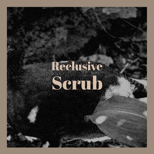 Reclusive Scrub