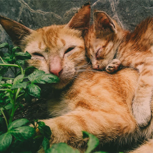 100 Calming Nature Melodies for Deep Sleeping Cats