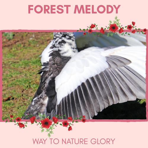 Forest Melody - Way to Nature Glory