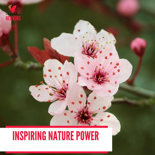 Inspiring Nature Power