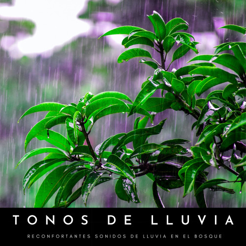 Tonos De Lluvia: Reconfortantes Sonidos De Lluvia En El Bosque