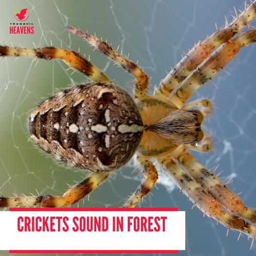 Crickets Sound in Forest