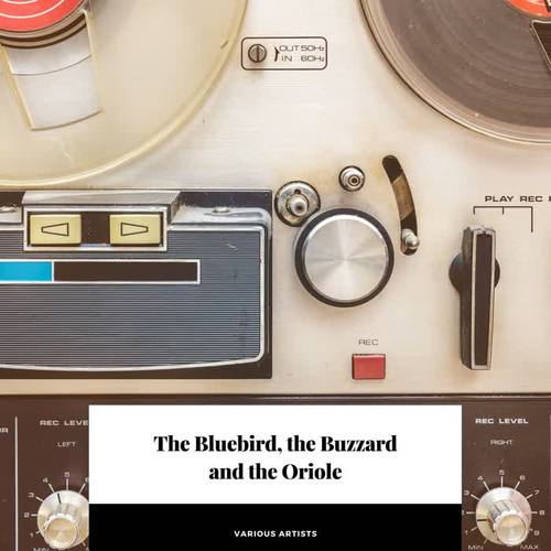 The Bluebird, the Buzzard and the Oriole