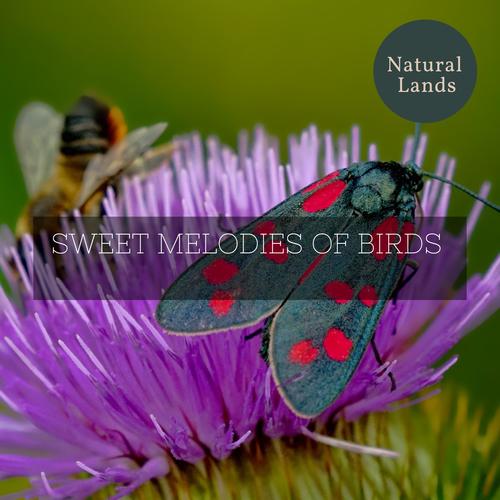 Sweet Melodies of Birds