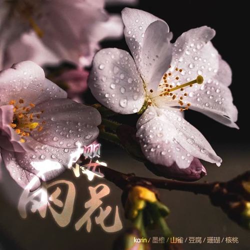 雨樱花