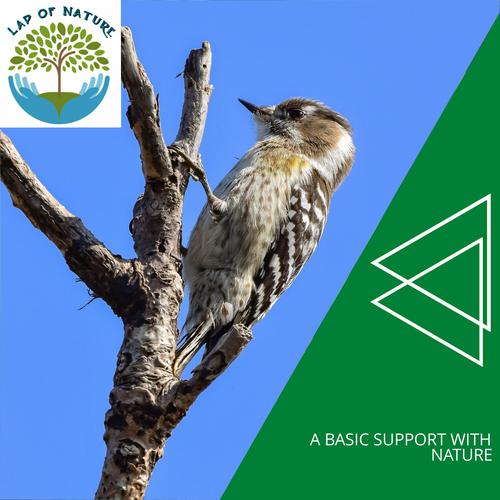 A Basic Support With Nature