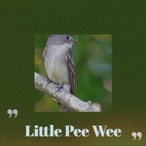 Little Pee Wee