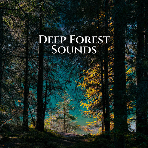 Deep Forest Sounds - Connection With The Inner Peace (Calming Nature Noises)