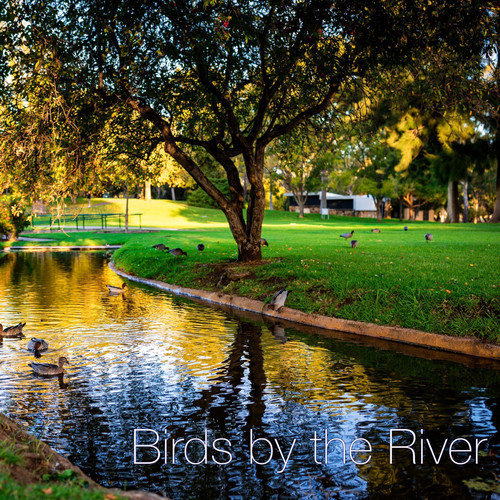 Birds by the River