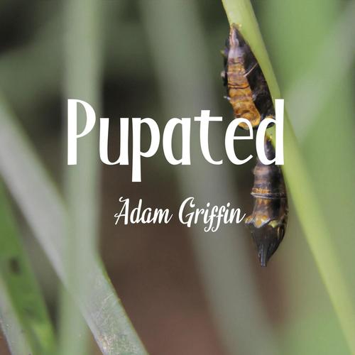 Pupated