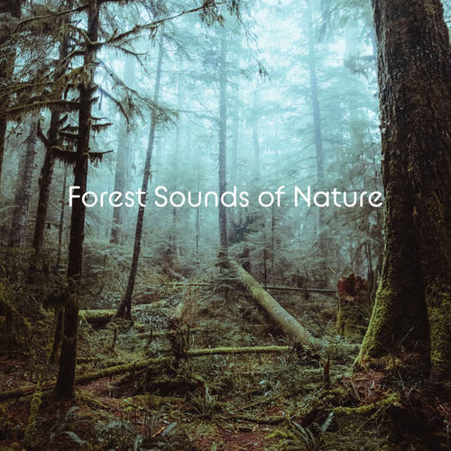 Forest Sounds of Nature