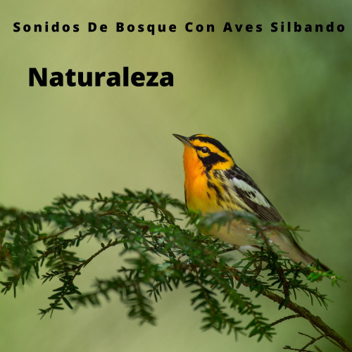 Naturaleza: Sonidos De Bosque Con Aves Silbando