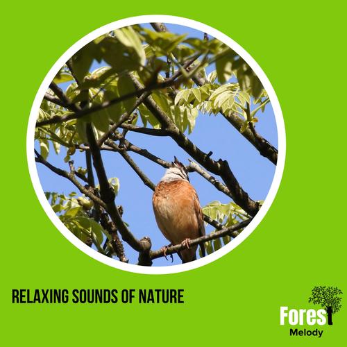 Relaxing Sounds of Nature