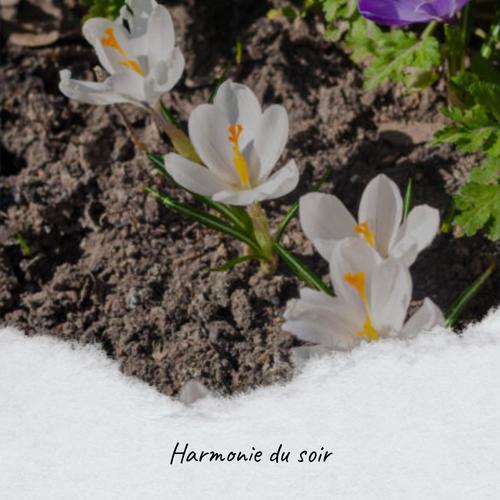 Harmonie du soir