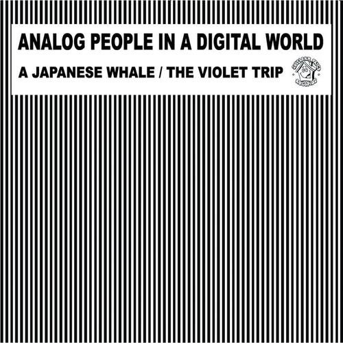 A Japanese Whale the Violet Trip