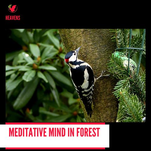 Meditative Mind in Forest