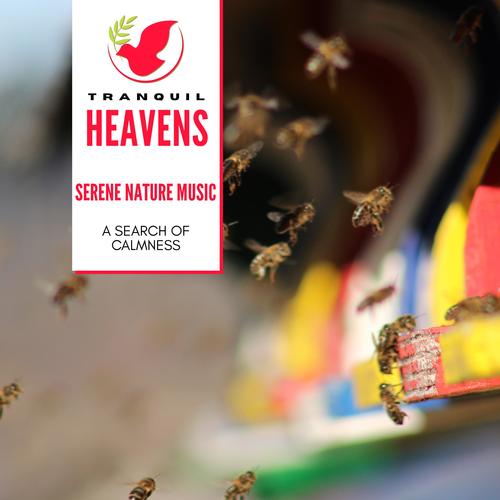 Serene Nature Music - A Search of Calmness