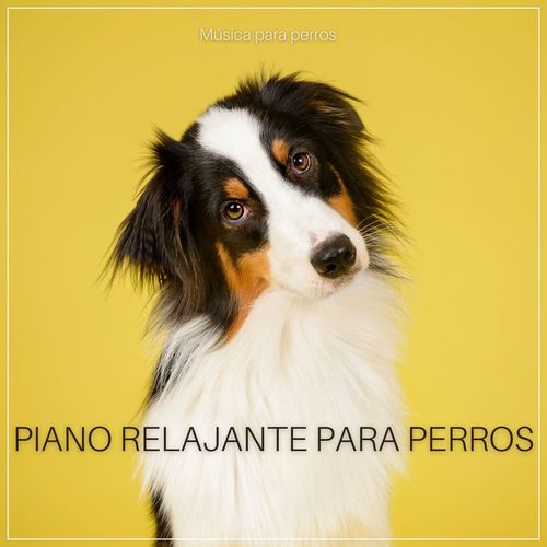 Piano relajante para perros